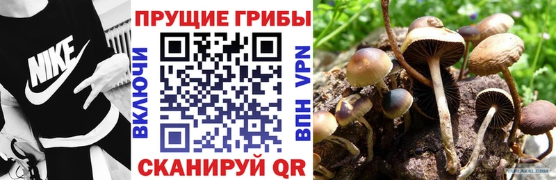 Галлюциногенные грибы Psilocybe  KRAKEN сайт  Ковдор 
